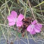 Dianthus carthusianorumFlor