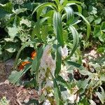 Impatiens balsamina Habitat