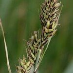 Carex buxbaumii Fruit