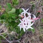 Carissa spinarum Flower