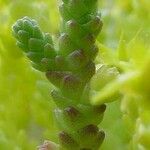 Sedum acre Leaf