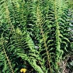 Dryopteris oreades आदत