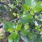 Ceanothus velutinus برگ