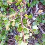 Betula nana Leaf