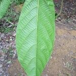 Conceveiba guianensis Leaf