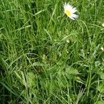 Leucanthemum ircutianum Hàbitat