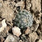 Pediocactus simpsonii Frunză