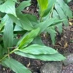 Hedychium coronariumFrunză