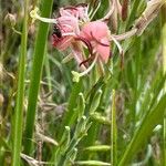 Oenothera suffrutescens Blomst
