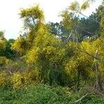 Genista aetnensis Habit