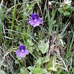 Pinguicula grandiflora Flor