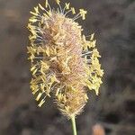 Cenchrus mezianus Flower