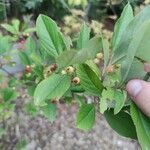 Aronia arbutifolia Feuille