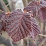 Corylus maxima Blad