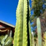 Trichocereus macrogonus Leaf