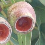 Corymbia ficifolia Frugt