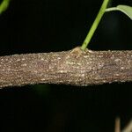 Melicope borbonica Kabuk