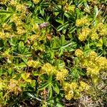 Alchemilla saxatilis Flor