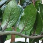 Zamioculcas zamiifolia Blatt