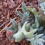 Astragalus sesameus Fruit