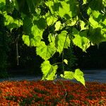 Vitis vulpina Leaf