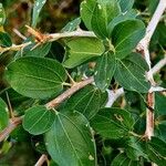 Ziziphus spina-christi 葉