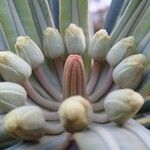 Cocconerion balansae Flor
