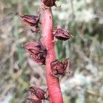 Echeveria bicolor Frukto