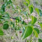 Prunus mahaleb Плід