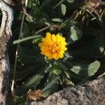 Calendula arvensisÇiçek