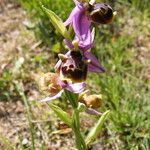 Ophrys fuciflora മറ്റ്