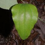 Smilax glauca ഇല