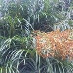 Grammatophyllum speciosum Kita