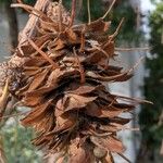 Larix occidentalis Frucht