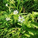 Stellaria aquatica Flower