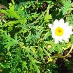 Argyranthemum frutescens Лист