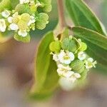 Euphorbia hyssopifolia Frucht