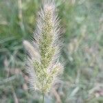 Polypogon monspeliensis Blüte