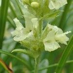 Sideritis hyssopifolia Flower