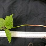 Trillium govanianum