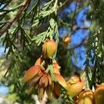 Calocedrus decurrens Vili