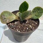 Kalanchoe marmorata Blad