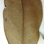 Terminalia grandis 其他