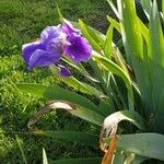 Iris pallida फूल