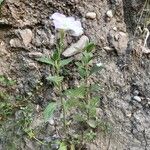 Petunia axillaris Habitus