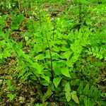 Cyrtomium fortunei Leaf