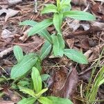 Chrysopsis mariana Blad