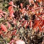 Rhus glabra Hoja