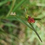 Microstachys chamaelea Owoc