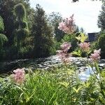 Filipendula rubra Hábitos